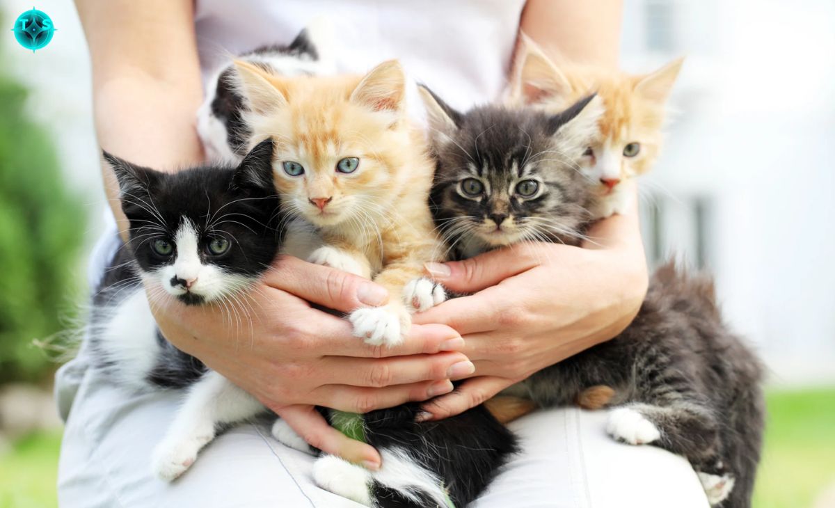 The Ultimate Guide To Kittens Everything You Need To Know About Kittens