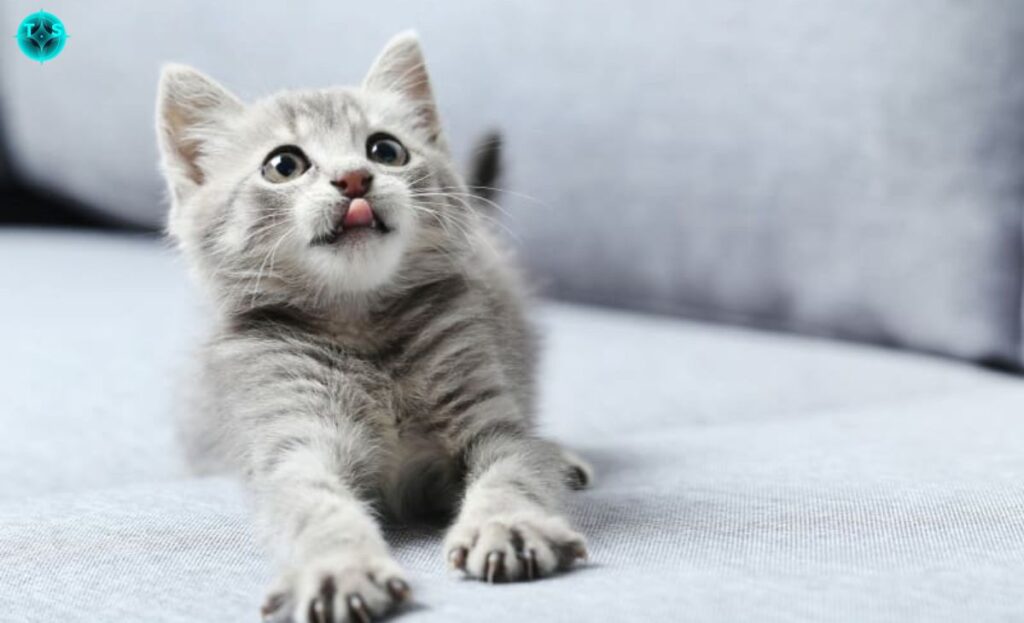 preparing your home for a kitten