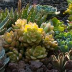 Healing Succulent Plants NYT Nature's Therapeutic Wonders