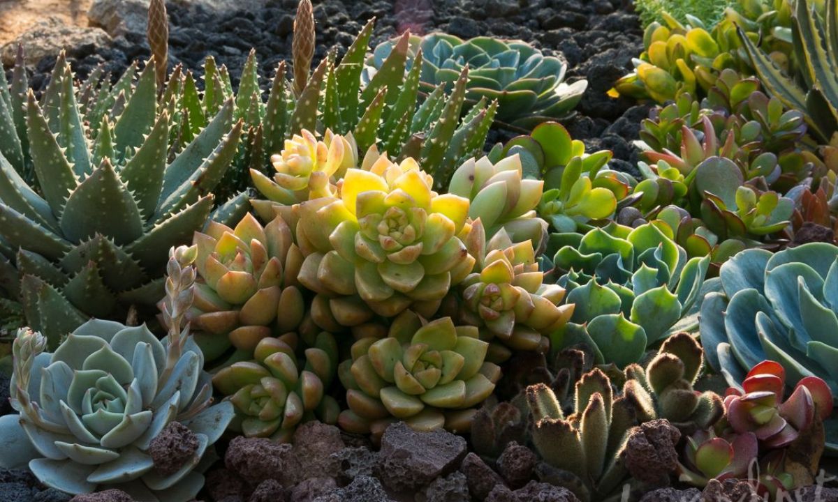 Healing Succulent Plants NYT Nature's Therapeutic Wonders