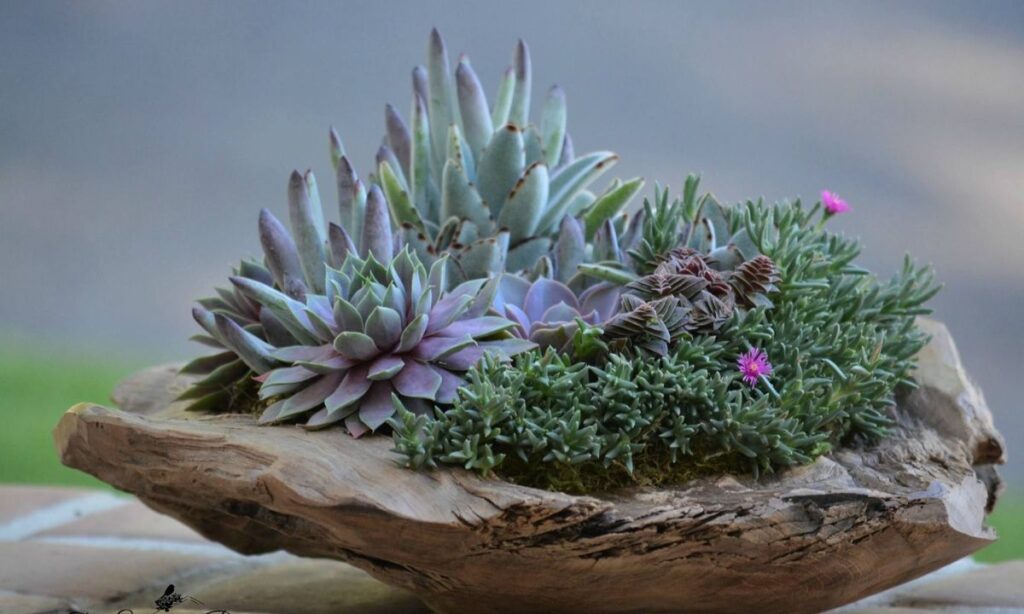 The Healing Power of Succulent Plants NYT